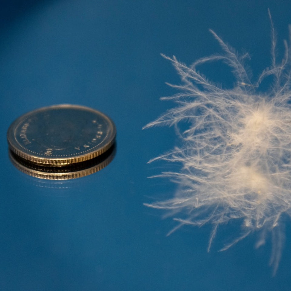 Siberian Moscovy Down Duvet