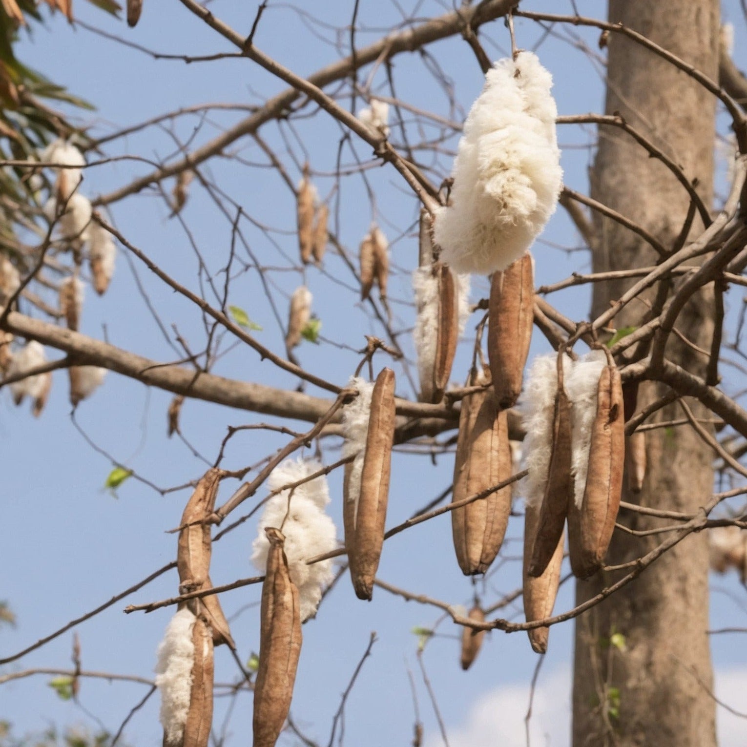 Kapok Tree Natural Fibre | Northern Feather Canada